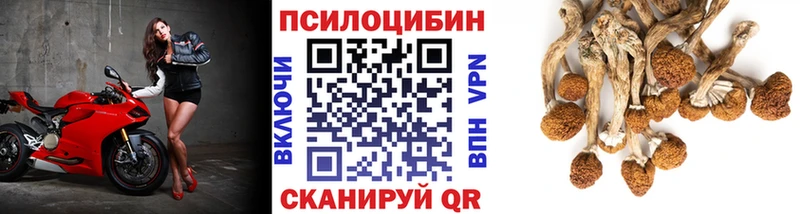даркнет Telegram  Чехов  Галлюциногенные грибы Psilocybe  наркота 